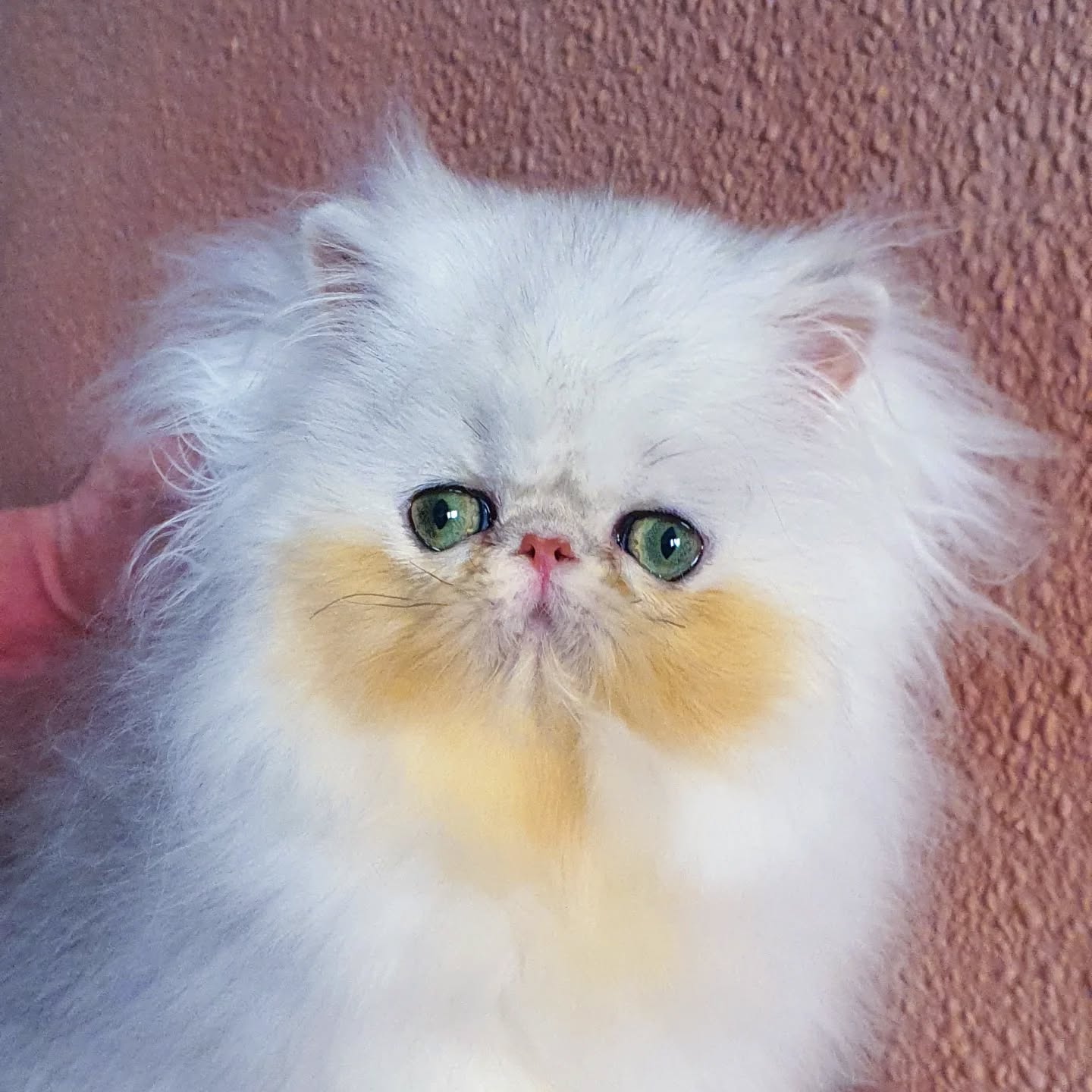 Narf Pelussa - silver shaded female out of
CFA CH Narf Shiro X Narf Fiona

Www.narfcattery.com
Www.facebook.com/narfcattery

#cats catsofinstagram #gatopersa gatoexotico silvershaded narfcattery exotic exotico breeder catstagram #chinchillacat valencia goldenshaded greeneyes catoftheday gato