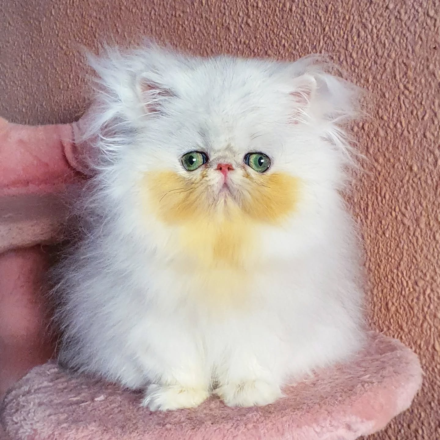 Narf Pelussa - silver shaded female out of
CFA CH Narf Shiro X Narf Fiona
Www.narfcattery.com
Www.facebook.com/narfcattery
#cats catsofinstagram #gatopersa gatoexotico silvershaded narfcattery exotic exotico breeder catstagram #chinchillacat valencia goldenshaded greeneyes catoftheday gato