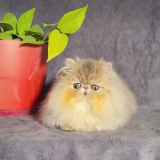 Narf Buddy - blue golden shaded male
Father is CFA CH Narf Vito, exotic shorthair shaded silver ( Ultamint Capone x Nightsky's Noma)
Mother is Olivia de Castalla, blue golden exotic longhair ( CFA CH Narf Chummy X Jana de Samano )
Www.narfcattery.com
Www.facebook.com/narfcattery
#cats catsofinstagram #gatopersa gatoexotico silvershaded narfcattery exotic exotico breeder catstagram chinchillacat valencia #bluegoldenshaded greeneyes catoftheday gato