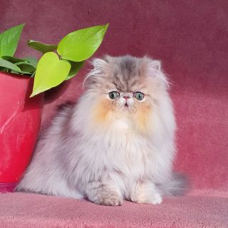 Narf Buddy - blue golden shaded male
Father is CFA CH Narf Vito, exotic shorthair shaded silver ( Ultamint Capone x Nightsky's Noma)
Mother is Olivia de Castalla, blue golden exotic longhair ( CFA CH Narf Chummy X Jana de Samano )
Www.narfcattery.com
Www.facebook.com/narfcattery
#cats catsofinstagram #gatopersa gatoexotico silvershaded narfcattery exotic exotico breeder catstagram chinchillacat valencia #bluegoldenshaded greeneyes catoftheday gato