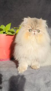 Narf Buddy - blue golden shaded male
Father is CFA CH Narf Vito, exotic shorthair shaded silver ( Ultamint Capone x Nightsky's Noma)
Mother is Olivia de Castalla, blue golden exotic longhair ( CFA CH Narf Chummy X Jana de Samano )
Www.narfcattery.com
Www.facebook.com/narfcattery
#cats catsofinstagram #gatopersa gatoexotico silvershaded narfcattery exotic exotico breeder catstagram chinchillacat valencia #bluegoldenshaded greeneyes catoftheday gato