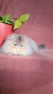 Narf Buddy - blue golden shaded male
Father is CFA CH Narf Vito, exotic shorthair shaded silver ( Ultamint Capone x Nightsky's Noma)
Mother is Olivia de Castalla, blue golden exotic longhair ( CFA CH Narf Chummy X Jana de Samano )
Www.narfcattery.com
Www.facebook.com/narfcattery
#cats catsofinstagram #gatopersa gatoexotico silvershaded narfcattery exotic exotico breeder catstagram chinchillacat valencia #bluegoldenshaded greeneyes catoftheday gato