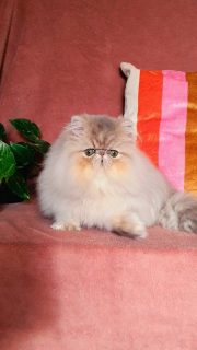 Narf Buddy - blue golden shaded male

Www.narfcattery.com
Www.facebook.com/narfcattery

#cats catsofinstagram #gatopersa gatoexotico silvershaded narfcattery exotic exotico breeder catstagram chinchillacat valencia #bluegoldenshaded greeneyes catoftheday gato