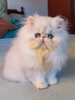 Narf Pelussa - silver shaded female out of
CFA CH Narf Shiro X Narf Fiona

Www.narfcattery.com
Www.facebook.com/narfcattery

#cats catsofinstagram #gatopersa gatoexotico silvershaded narfcattery exotic exotico breeder catstagram chinchillacat valencia #goldenshaded greeneyes catoftheday gato