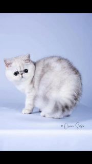 I'd like to share these beautiful pictures of CH Narf Vito taken at Bilbao s Cfa show by Oscar Silva Sánchez.