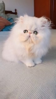 Narf Pelussa - silver shaded female out of
CFA CH Narf Shiro X Narf Fiona

Www.narfcattery.com
Www.facebook.com/narfcattery

#cats catsofinstagram #gatopersa gatoexotico silvershaded narfcattery exotic exotico breeder catstagram chinchillacat valencia #goldenshaded greeneyes catoftheday gato