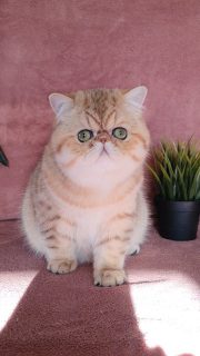 Narf Conan - golden shaded male
Father is CFA CH Narf Shiro, exotic shorthair shaded silver ( Castlegate Lovepotion # 9 x Nightsky's Noma)
Mother is Narf Madeira, golden exotic shorthair ( CFA CH Narf Chummy X Diehl's Mabelle )
Www.narfcattery.com
Www.facebook.com/narfcattery
#cats catsofinstagram #gatopersa gatoexotico silvershaded narfcattery exotic exotico breeder catstagram chinchillacat valencia #goldenshaded greeneyes catoftheday gato