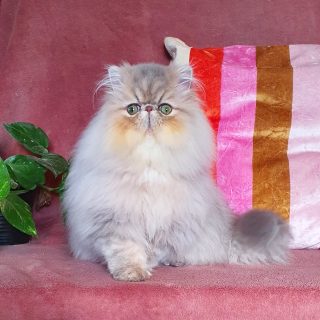 Narf Buddy - blue golden shaded male

Www.narfcattery.com
Www.facebook.com/narfcattery

#cats catsofinstagram #gatopersa gatoexotico silvershaded narfcattery exotic exotico breeder catstagram chinchillacat valencia #bluegoldenshaded greeneyes catoftheday gato