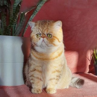 Narf Conan - golden shaded male
Father is CFA CH Narf Shiro, exotic shorthair shaded silver ( Castlegate Lovepotion # 9 x Nightsky's Noma)
Mother is Narf Madeira, golden exotic shorthair ( CFA CH Narf Chummy X Diehl's Mabelle )
Www.narfcattery.com
Www.facebook.com/narfcattery
#cats catsofinstagram #gatopersa gatoexotico silvershaded narfcattery exotic exotico breeder catstagram chinchillacat valencia #bluegoldenshaded greeneyes catoftheday gato