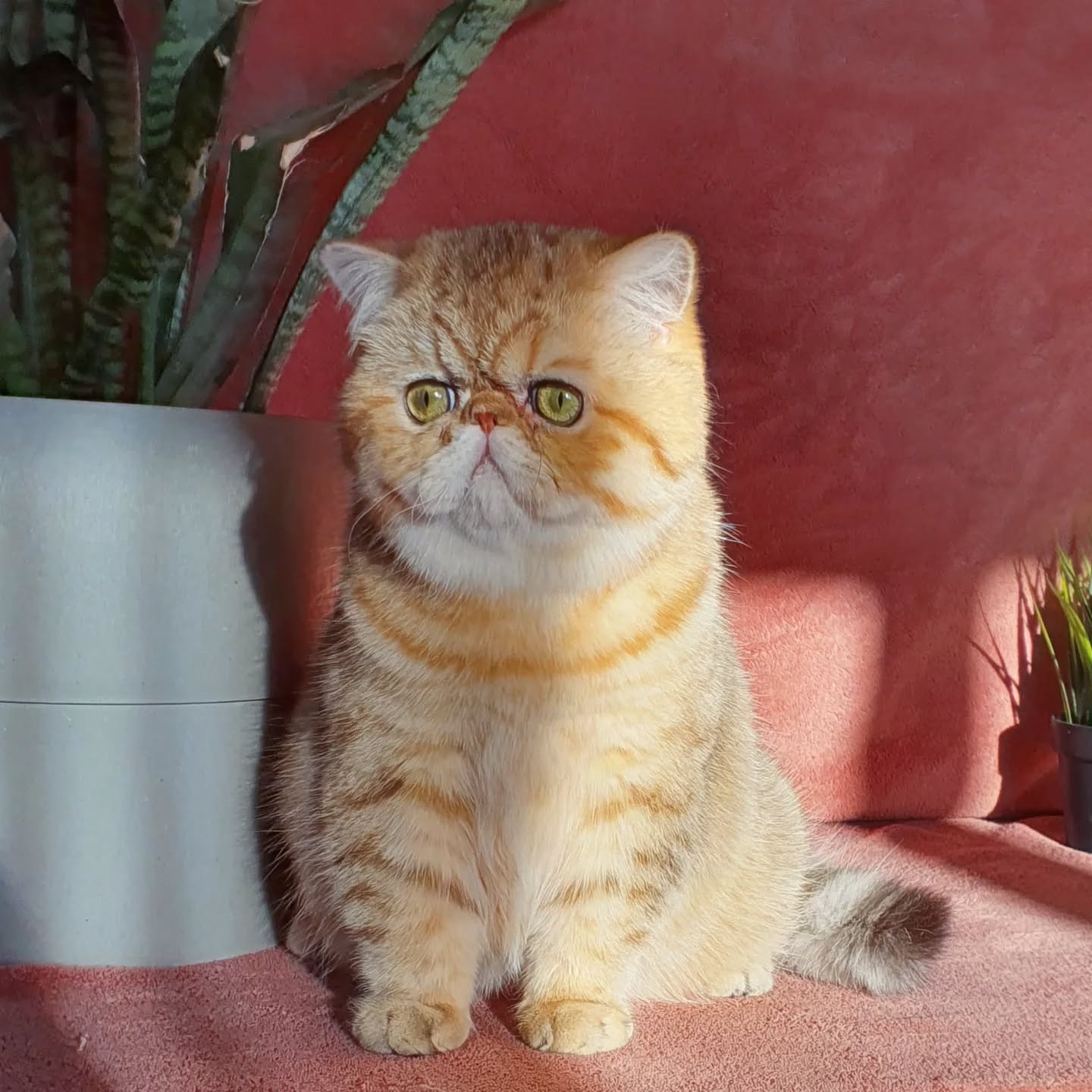 Narf Conan - golden shaded male
Father is CFA CH Narf Shiro, exotic shorthair shaded silver ( Castlegate Lovepotion # 9 x Nightsky's Noma)
Mother is Narf Madeira, golden exotic shorthair ( CFA CH Narf Chummy X Diehl's Mabelle )
Www.narfcattery.com
Www.facebook.com/narfcattery
#cats catsofinstagram #gatopersa gatoexotico silvershaded narfcattery exotic exotico breeder catstagram chinchillacat valencia #bluegoldenshaded greeneyes catoftheday gato