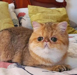 Shaded Golden Exotic Shorthair female
CFA CH Diehl's Midas Touch
X
Diehl's Bambi