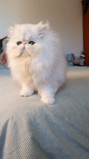 Narf Pelussa - silver shaded female out of
CFA CH Narf Shiro X Narf Fiona
Www.narfcattery.com
Www.facebook.com/narfcattery
#cats catsofinstagram #gatopersa gatoexotico silvershaded narfcattery exotic exotico breeder catstagram chinchillacat valencia #goldenshaded greeneyes catoftheday gato