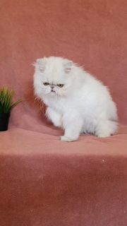 Narf Lupe - silver shaded female
Available/Disponible
10 months old
Www.narfcattery.com
Www.facebook.com/narfcattery
#cats #gatopersa #silvershaded