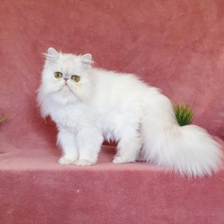 Narf Lupe - silver shaded female
Available 10 months old
Www.narfcattery.com
Www.facebook.com/narfcattery
#cats catsofinstagram #gatopersa gatoexotico silvershaded narfcattery exotic exotico breeder catstagram chinchillacat valencia #bluegoldenshaded greeneyes catoftheday gato