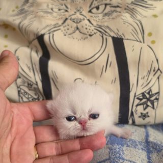 It's kitten season here at Narf Cattery!

Let's start introducing this exotic shorthair chinchilla female - single baby, no name yet.
Parents
CFA CH Narf Shiro X Narf Ramona

Www.narfcattery.com
Www.facebook.com/narfcattery

#cats catsofinstagram  #gatoexotico silvershaded narfcattery exotic exotico breeder catstagram #chinchillacat valencia greeneyes catoftheday gato