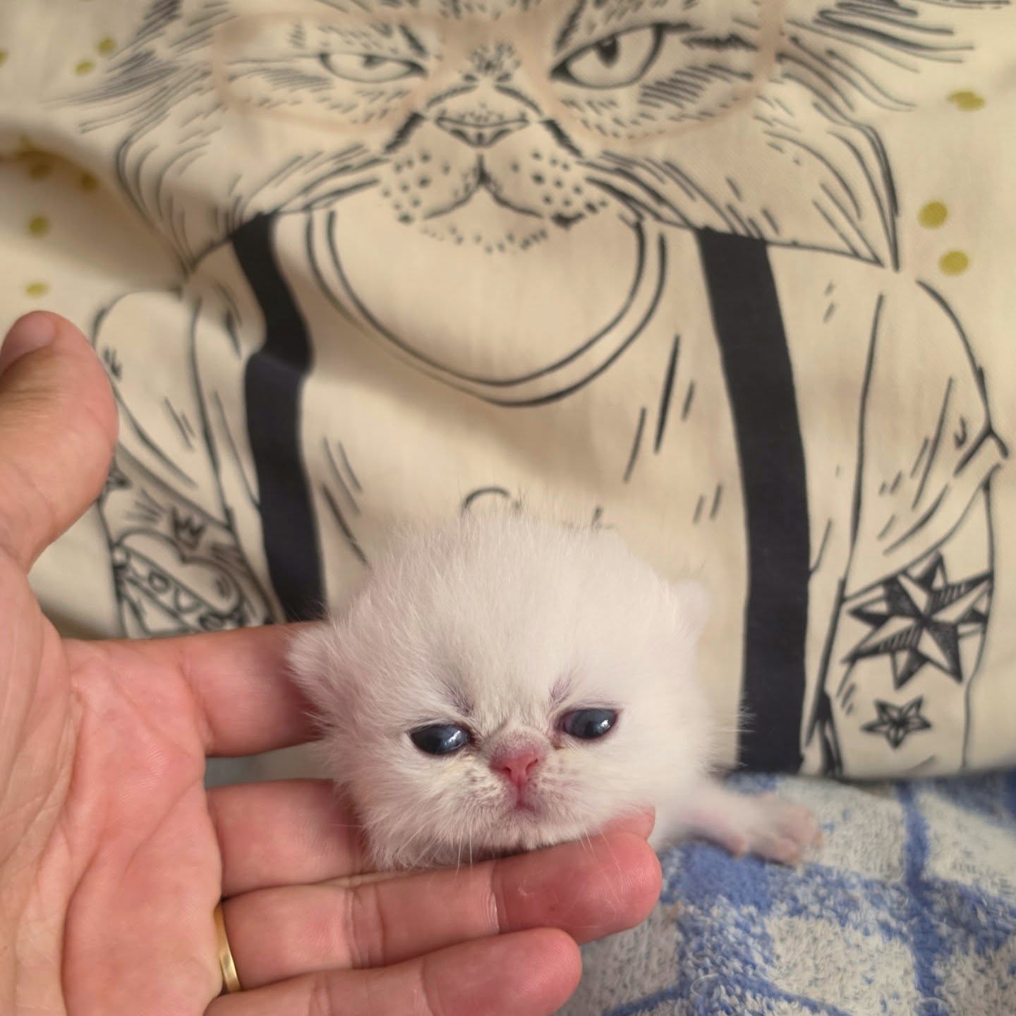 It's kitten season here at Narf Cattery!

Let's start introducing this exotic shorthair chinchilla female - single baby, no name yet.
Parents
CFA CH Narf Shiro X Narf Ramona

Www.narfcattery.com
Www.facebook.com/narfcattery

#cats catsofinstagram  #gatoexotico silvershaded narfcattery exotic exotico breeder catstagram #chinchillacat valencia greeneyes catoftheday gato