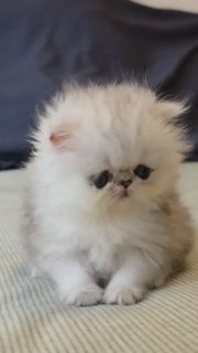 It's kitten season here at Narf Cattery!
Introducing this longhair shaded silver female - single baby, no name yet.
Parents
CFA CH Narf Shiro X Narf Fiona
Www.narfcattery.com
Www.facebook.com/narfcattery
#cats catsofinstagram #gatoexotico silvershaded narfcattery exotic exotico breeder catstagram #chinchillacat valencia greeneyes catoftheday gato
