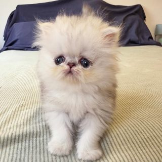 It's kitten season here at Narf Cattery!
Introducing this longhair shaded silver female - single baby, no name yet.
Parents
CFA CH Narf Shiro X Narf Fiona
Www.narfcattery.com
Www.facebook.com/narfcattery
#cats catsofinstagram #gatoexotico silvershaded narfcattery exotic exotico breeder catstagram #chinchillacat valencia greeneyes catoftheday gato