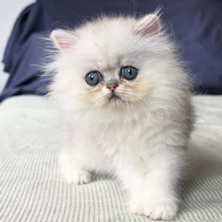 It's kitten season here at Narf Cattery!
Update on this persian shaded silver female - now named Narf Alexa
Parents
Ultamint Capone X Amy Elf Angel
Www.narfcattery.com
Www.facebook.com/narfcattery
#cats catsofinstagram #gatoexotico silvershaded narfcattery exotic exotico breeder catstagram #chinchillacat valencia greeneyes catoftheday gato