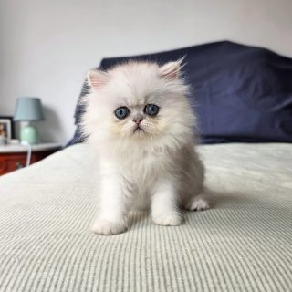 It's kitten season here at Narf Cattery!
Update on this persian shaded silver female - now named Narf Alexa
Parents
Ultamint Capone X Amy Elf Angel
Www.narfcattery.com
Www.facebook.com/narfcattery
#cats catsofinstagram #gatoexotico silvershaded narfcattery exotic exotico breeder catstagram #chinchillacat valencia greeneyes catoftheday gato