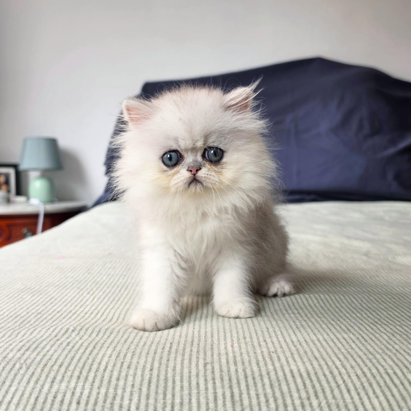 It's kitten season here at Narf Cattery!
Update on this persian shaded silver female - now named Narf Alexa
Parents
Ultamint Capone X Amy Elf Angel
Www.narfcattery.com
Www.facebook.com/narfcattery
#cats catsofinstagram #gatoexotico silvershaded narfcattery exotic exotico breeder catstagram #chinchillacat valencia greeneyes catoftheday gato