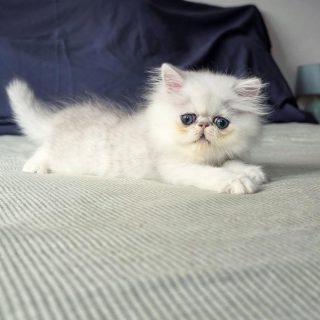 It's kitten season here at Narf Cattery!
Update on this persian shaded silver male - now named Narf Lestat
Parents
Ultamint Capone X Amy Elf Angel
Www.narfcattery.com
Www.facebook.com/narfcattery
#cats catsofinstagram #gatoexotico silvershaded narfcattery exotic exotico breeder catstagram #chinchillacat valencia greeneyes catoftheday gato