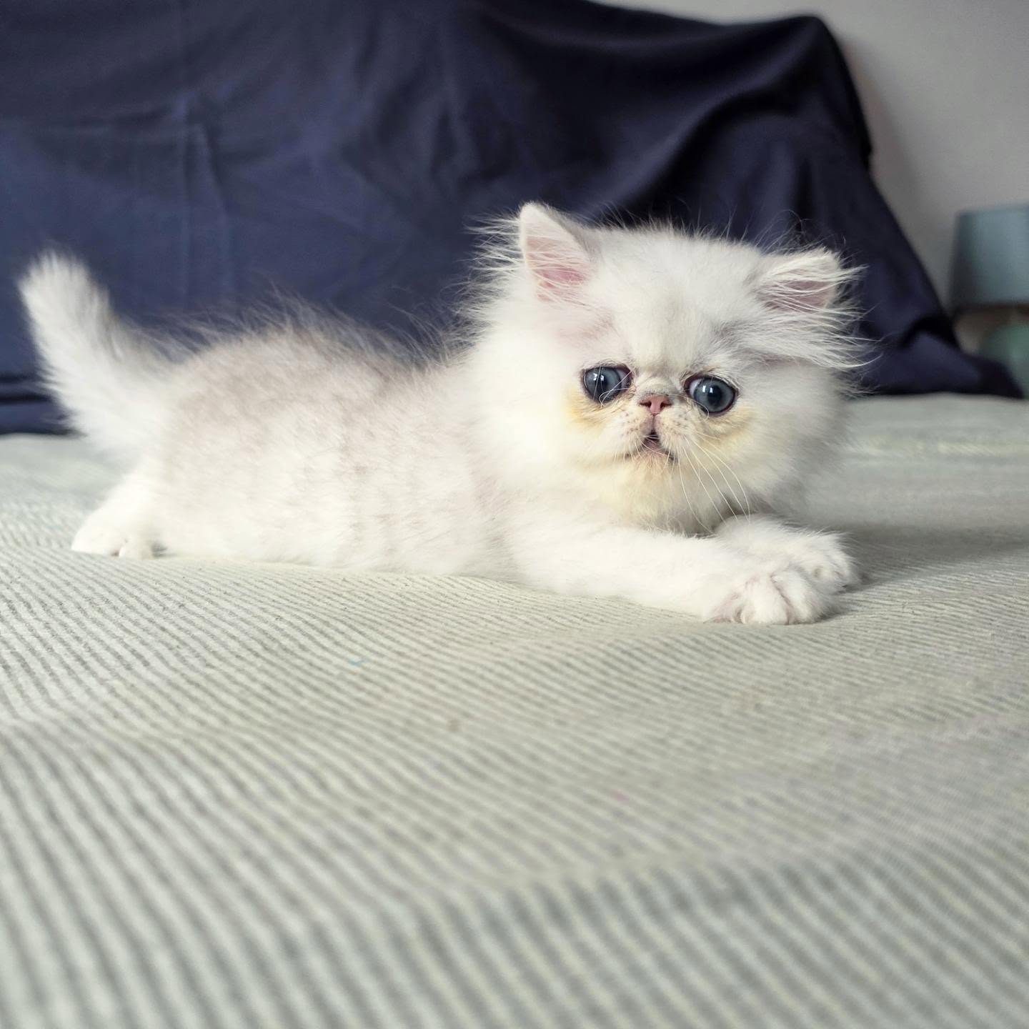 It's kitten season here at Narf Cattery!
Update on this persian shaded silver male - now named Narf Lestat
Parents
Ultamint Capone X Amy Elf Angel
Www.narfcattery.com
Www.facebook.com/narfcattery
#cats catsofinstagram #gatoexotico silvershaded narfcattery exotic exotico breeder catstagram #chinchillacat valencia greeneyes catoftheday gato