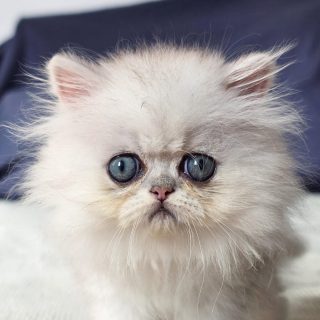 It's kitten season here at Narf Cattery!
Update on this persian shaded silver female - now named Narf Alexa
Parents
Ultamint Capone X Amy Elf Angel
Www.narfcattery.com
Www.facebook.com/narfcattery
#cats catsofinstagram #gatoexotico silvershaded narfcattery exotic exotico breeder catstagram #chinchillacat valencia greeneyes catoftheday gato