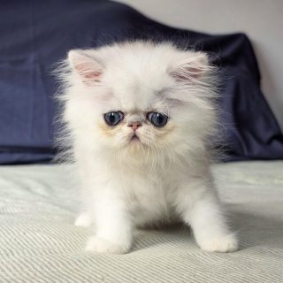 It's kitten season here at Narf Cattery!
Update on this persian shaded silver male - now named Narf Lestat
Parents
Ultamint Capone X Amy Elf Angel
Www.narfcattery.com
Www.facebook.com/narfcattery
#cats catsofinstagram #gatoexotico silvershaded narfcattery exotic exotico breeder catstagram #chinchillacat valencia greeneyes catoftheday gato