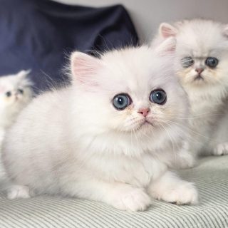 It's kitten season here at Narf Cattery!
Update on this persian chinchilla female - now named Narf Ligeia
Parents
Ultamint Capone X Amy Elf Angel
Www.narfcattery.com
Www.facebook.com/narfcattery
#cats catsofinstagram #gatoexotico silvershaded narfcattery exotic exotico breeder catstagram #chinchillacat valencia greeneyes catoftheday gato