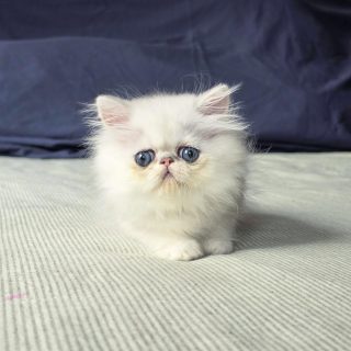 It's kitten season here at Narf Cattery!
Update on this persian shaded silver male - now named Narf Lestat
Parents
Ultamint Capone X Amy Elf Angel
Www.narfcattery.com
Www.facebook.com/narfcattery
#cats catsofinstagram #gatoexotico silvershaded narfcattery exotic exotico breeder catstagram #chinchillacat valencia greeneyes catoftheday gato