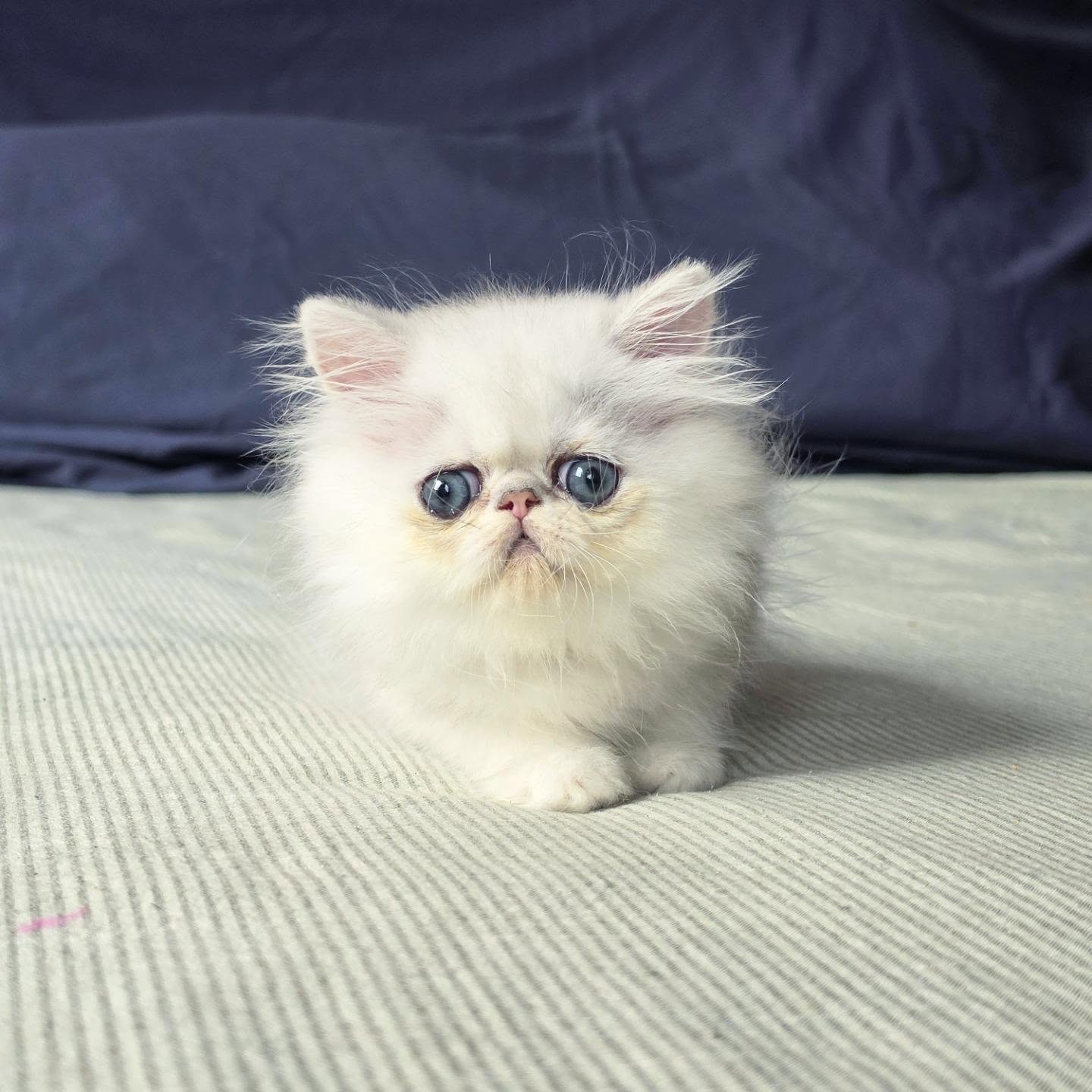 It's kitten season here at Narf Cattery!
Update on this persian shaded silver male - now named Narf Lestat
Parents
Ultamint Capone X Amy Elf Angel
Www.narfcattery.com
Www.facebook.com/narfcattery
#cats catsofinstagram #gatoexotico silvershaded narfcattery exotic exotico breeder catstagram #chinchillacat valencia greeneyes catoftheday gato