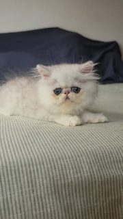 It's kitten season here at Narf Cattery!
Update on this persian shaded silver male - now named Narf Lestat
Parents
Ultamint Capone X Amy Elf Angel
Www.narfcattery.com
Www.facebook.com/narfcattery
#cats catsofinstagram #gatoexotico silvershaded narfcattery exotic exotico breeder catstagram #chinchillacat valencia greeneyes catoftheday gato