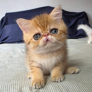 It's kitten season here at Narf Cattery!

Update on this exotic shorthair shaded  golden male, now named Narf Gael
Parents
CFA CH Narf Shiro X Narf Madeira

Www.narfcattery.com
Www.facebook.com/narfcattery

#cats catsofinstagram  #gatoexotico silvershaded narfcattery exotic exotico breeder catstagram #chinchillacat valencia greeneyes catoftheday gato