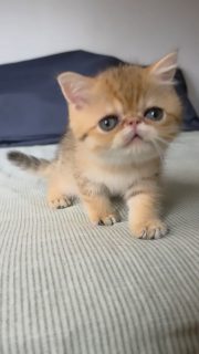 It's kitten season here at Narf Cattery!

Update on this exotic shorthair shaded  golden male, now named Narf Gael
Parents
CFA CH Narf Shiro X Narf Madeira

Www.narfcattery.com
Www.facebook.com/narfcattery

#cats catsofinstagram  #gatoexotico silvershaded narfcattery exotic exotico breeder catstagram #chinchillacat valencia greeneyes catoftheday gato