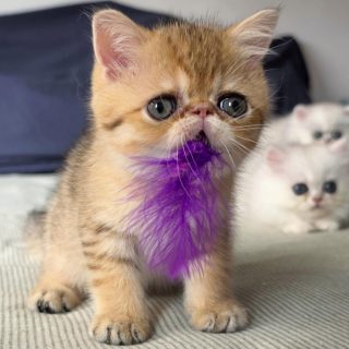 It's kitten season here at Narf Cattery!

Update on this exotic shorthair shaded  golden male, now named Narf Gael
Parents
CFA CH Narf Shiro X Narf Madeira

Www.narfcattery.com
Www.facebook.com/narfcattery

#cats catsofinstagram  #gatoexotico silvershaded narfcattery exotic exotico breeder catstagram #chinchillacat valencia greeneyes catoftheday gato