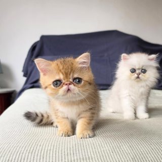 It's kitten season here at Narf Cattery!

Update on this exotic shorthair shaded  golden male, now named Narf Gael
Parents
CFA CH Narf Shiro X Narf Madeira

Www.narfcattery.com
Www.facebook.com/narfcattery

#cats catsofinstagram  #gatoexotico silvershaded narfcattery exotic exotico breeder catstagram #chinchillacat valencia greeneyes catoftheday gato