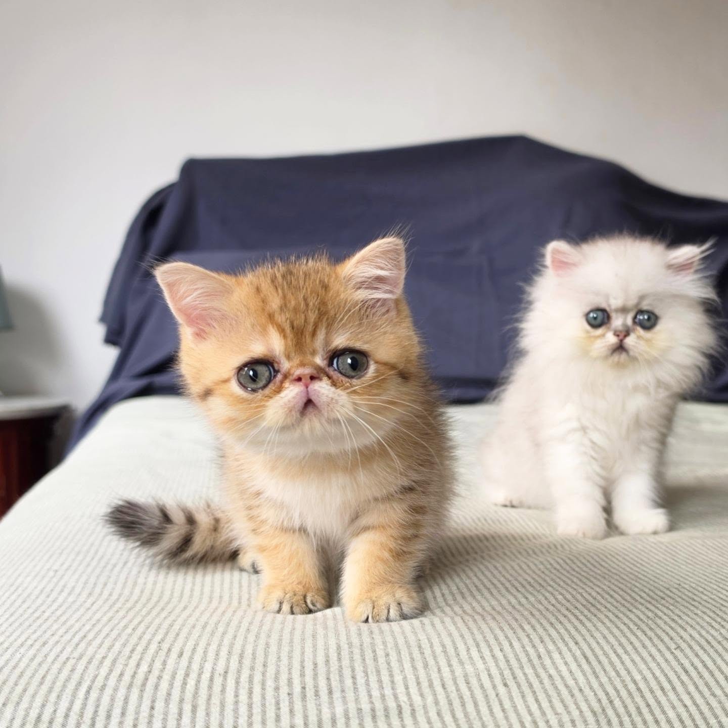 It's kitten season here at Narf Cattery!

Update on this exotic shorthair shaded  golden male, now named Narf Gael
Parents
CFA CH Narf Shiro X Narf Madeira

Www.narfcattery.com
Www.facebook.com/narfcattery

#cats catsofinstagram  #gatoexotico silvershaded narfcattery exotic exotico breeder catstagram #chinchillacat valencia greeneyes catoftheday gato