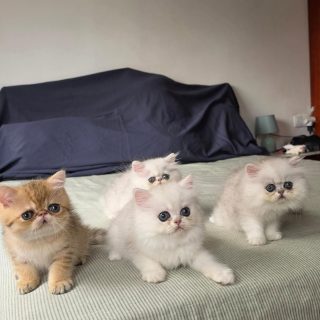 #cats catsofinstagram #gatoexotico silvershaded narfcattery exotic exotico breeder catstagram #chinchillacat valencia greeneyes catoftheday gato