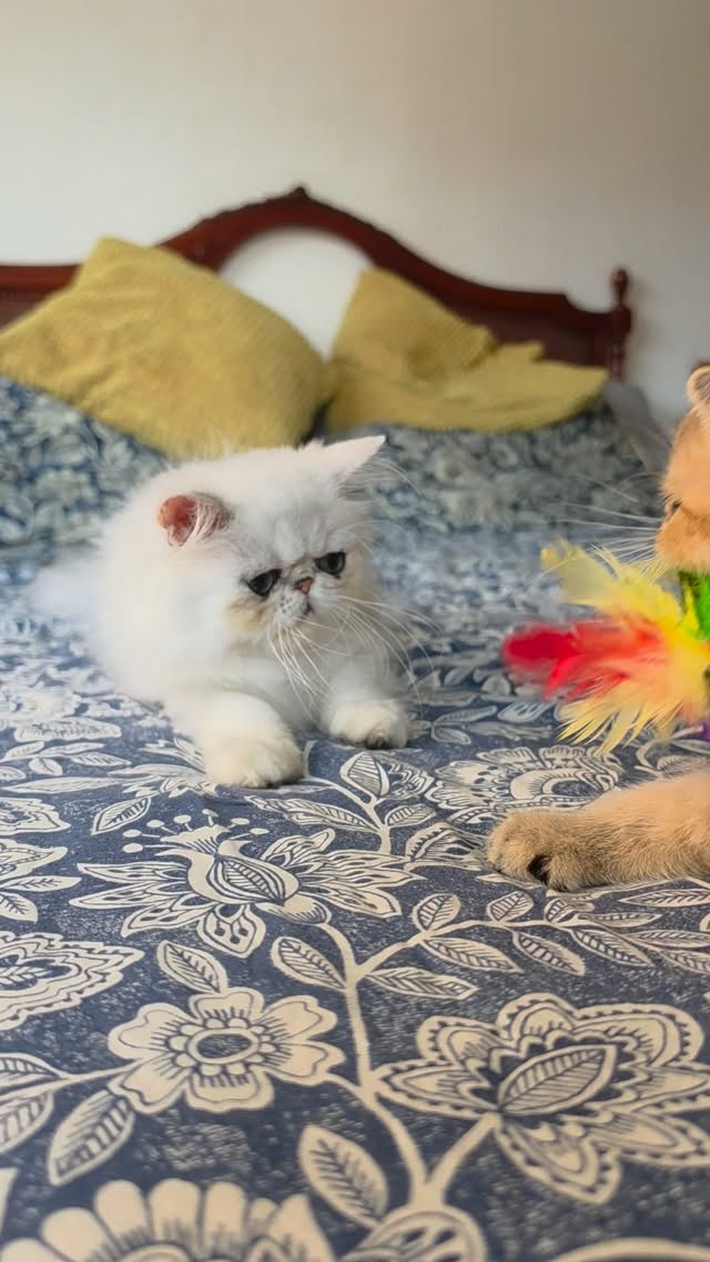 Update on Narf Gael and Narf Lestat! exotic shorthair shaded golden and persian shaded silver, both males.
They will live together 🥰

Www.narfcattery.com
Www.facebook.com/narfcattery

#cats catsofinstagram  #gatoexotico silvershaded narfcattery exotic exotico breeder catstagram #chinchillacat valencia greeneyes catoftheday gato