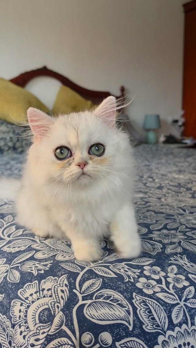 Update on Narf Ligeia! persian shaded silver female.

Www.narfcattery.com
Www.facebook.com/narfcattery

#cats catsofinstagram  #gatoexotico silvershaded narfcattery exotic exotico breeder catstagram #chinchillacat valencia greeneyes catoftheday gato