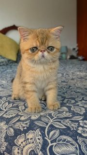 Update on Narf Gael and Narf Lestat! exotic shorthair shaded golden and persian shaded silver, both males.
They will live together 🥰

Www.narfcattery.com
Www.facebook.com/narfcattery

#cats catsofinstagram  #gatoexotico silvershaded narfcattery exotic exotico breeder catstagram #chinchillacat valencia greeneyes catoftheday gato