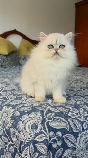 Update on Narf Alexa! persian shaded silver female
She's out of Ultamint Capone and Amy Elf Angel 

Www.narfcattery.com
Www.facebook.com/narfcattery

#cats catsofinstagram  #gatoexotico silvershaded narfcattery exotic exotico breeder catstagram #chinchillacat valencia greeneyes catoftheday gato