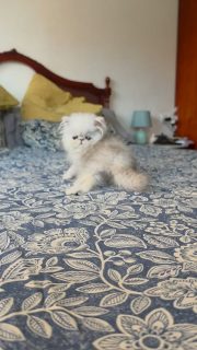 Update on this baby now named
Narf Milena, shaded silver female 
Parents
CFA CH Narf Shiro X Narf Fiona

Www.narfcattery.com
Www.facebook.com/narfcattery

#cats catsofinstagram  #gatoexotico silvershaded narfcattery exotic exotico breeder catstagram #chinchillacat valencia greeneyes catoftheday gato
