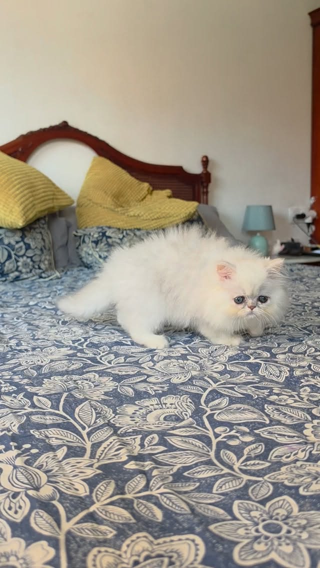Introducing this new baby
Narf Ariana, shaded silver female 
Parents
CFA CH Narf Vito X Olivia de Castalla

Www.narfcattery.com
Www.facebook.com/narfcattery

#cats catsofinstagram  #gatoexotico silvershaded narfcattery exotic exotico breeder catstagram #chinchillacat valencia greeneyes catoftheday gato