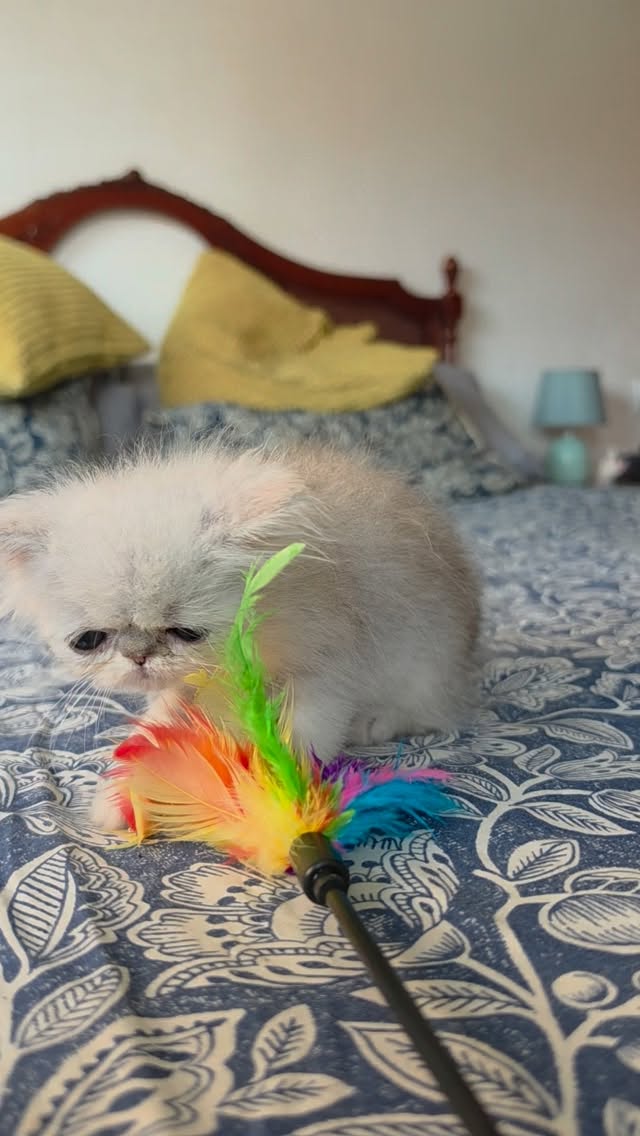 Introducing this new baby
Narf Ratón, shaded silver male 
Parents
CFA CH Narf Vito X Olivia de Castalla

Www.narfcattery.com
Www.facebook.com/narfcattery

#cats catsofinstagram  #gatoexotico silvershaded narfcattery exotic exotico breeder catstagram #chinchillacat valencia greeneyes catoftheday gato