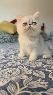 Introducing this new baby
Narf Tarambana, shaded silver exotic female 
Parents
CFA CH Narf Vito X Olivia de Castalla

Www.narfcattery.com
Www.facebook.com/narfcattery

#cats catsofinstagram  #gatoexotico silvershaded narfcattery exotic exotico breeder catstagram #chinchillacat valencia greeneyes catoftheday gato