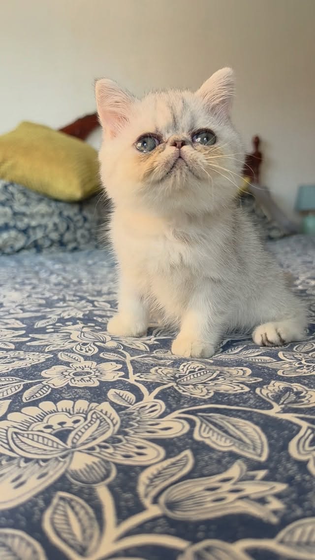 Introducing this new baby
Narf Tarambana, shaded silver exotic female 
Parents
CFA CH Narf Vito X Olivia de Castalla

Www.narfcattery.com
Www.facebook.com/narfcattery

#cats catsofinstagram  #gatoexotico silvershaded narfcattery exotic exotico breeder catstagram #chinchillacat valencia greeneyes catoftheday gato