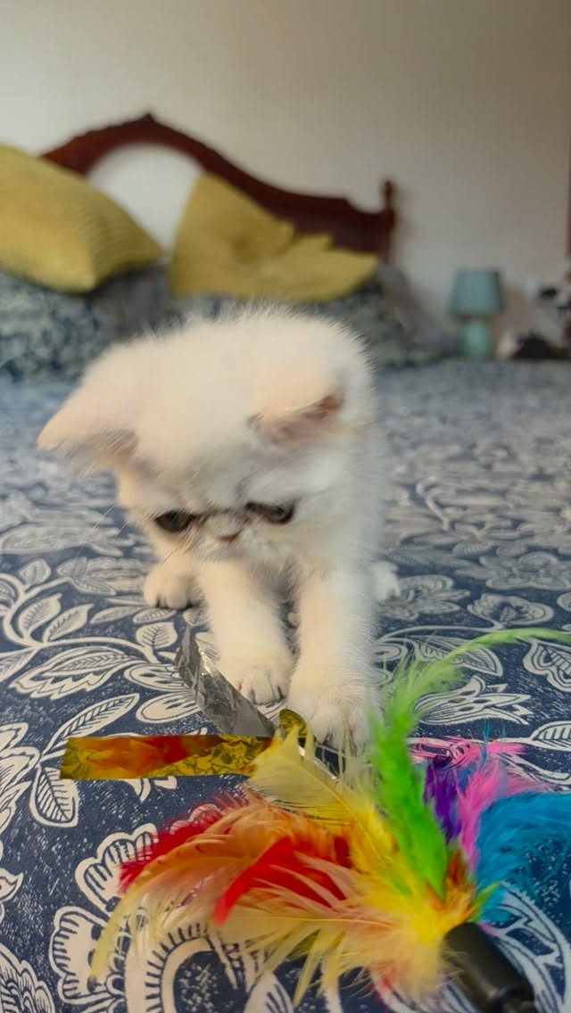 Narf Ryma,  shaded silver exotic female 
Parents
CFA CH Narf Shiro X Narf Ramona

Www.narfcattery.com
Www.facebook.com/narfcattery

#cats catsofinstagram  #gatoexotico silvershaded narfcattery exotic exotico breeder catstagram #chinchillacat valencia greeneyes catoftheday gato