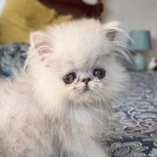 Update on this baby now named
Narf Milena, shaded silver female
Parents
CFA CH Narf Shiro X Narf Fiona
Www.narfcattery.com
Www.facebook.com/narfcattery
#cats catsofinstagram #gatoexotico silvershaded narfcattery exotic exotico breeder catstagram #chinchillacat valencia greeneyes catoftheday gato